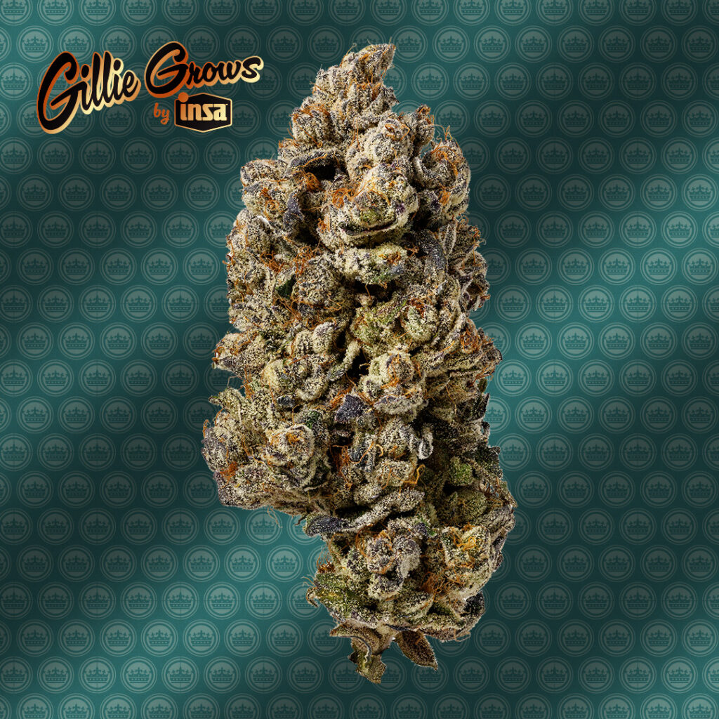 KushPush FW Dutchie Img 01