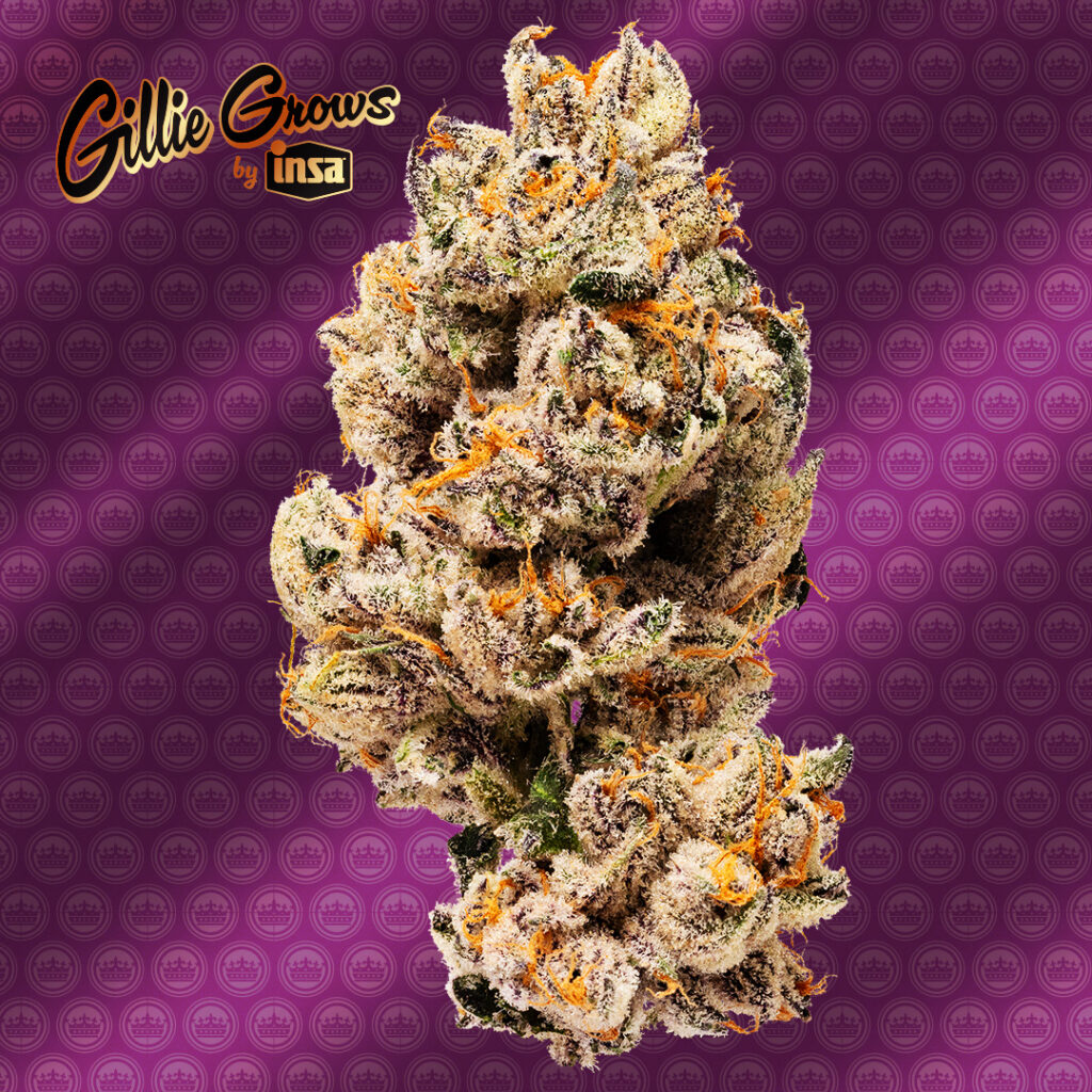 Purp30 FW Dutchie Img 01